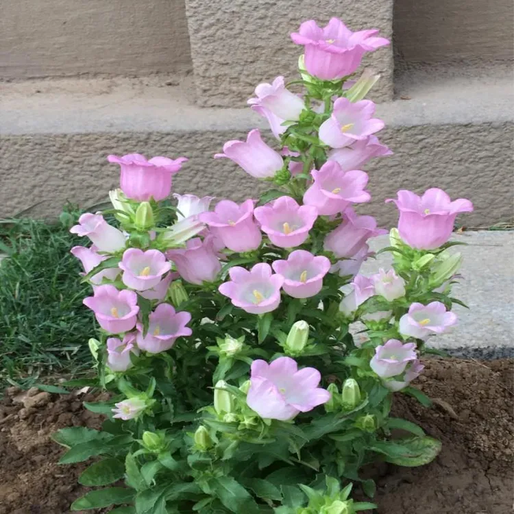 四季风铃花盆栽开花室内外庭院四季种易活花种子籽草花卉绿植物春