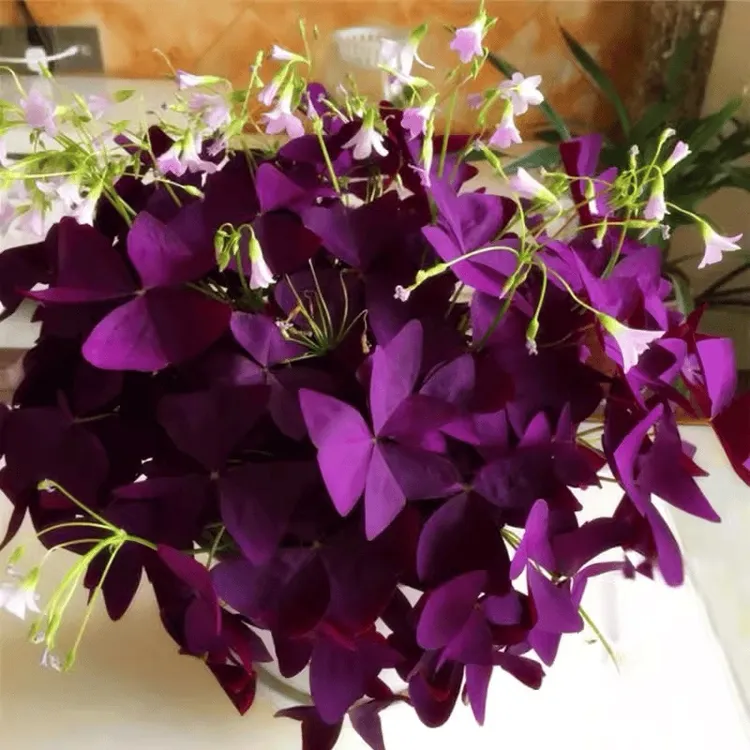 紫叶酢浆草种球四季开花耐寒耐热室内外好养活盆栽花卉10粒种子