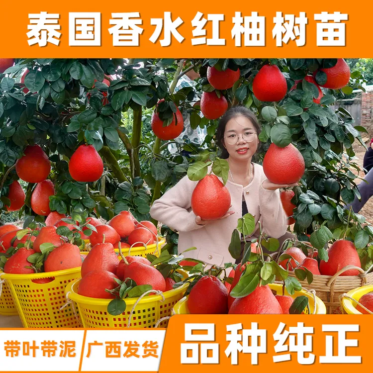 大苗泰国暹罗香水红柚三红心柚嫁接苗柚子树新品种纯甜正宗香妃