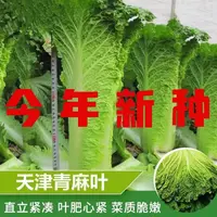 【全店满5元包邮】天津青麻叶直筒形白菜种子秋季绿大青麻叶大白菜