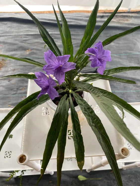蓝花莉花卉盆栽耐热耐阴四季开花好养阳台绿植
