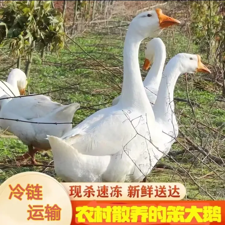 【拍一只送半斤土豆干】新鲜整只东北散养农家大鹅带心肝珍