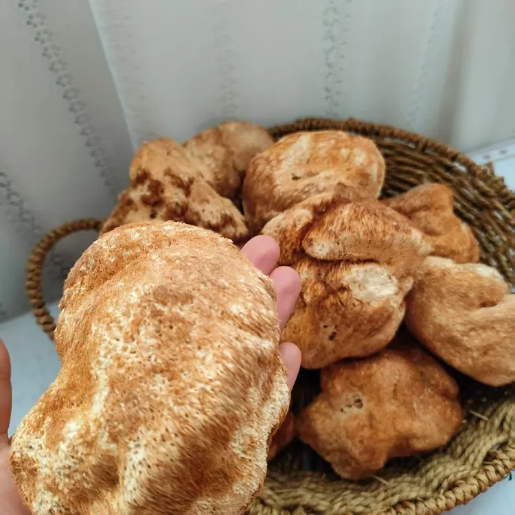 东北黑龙江猴头菇