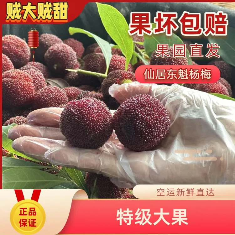 仙居东魁杨梅新鲜水果当季现摘现货正宗浙江大果氮气包装大棚东魁