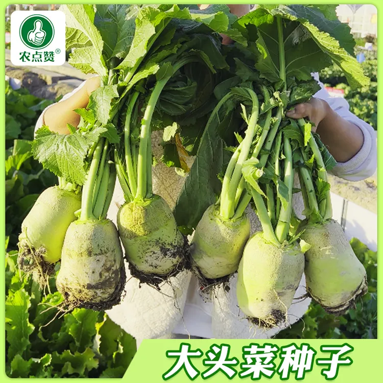 【大头菜种子】芥菜疙瘩榨菜芥菜种籽四川辣菜腌咸菜四季蔬菜种子