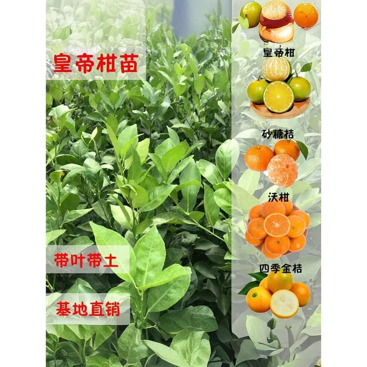 皇帝柑果树苗金葵砂糖桔苗四季金桔091无核沃柑苗盆地栽当年结果