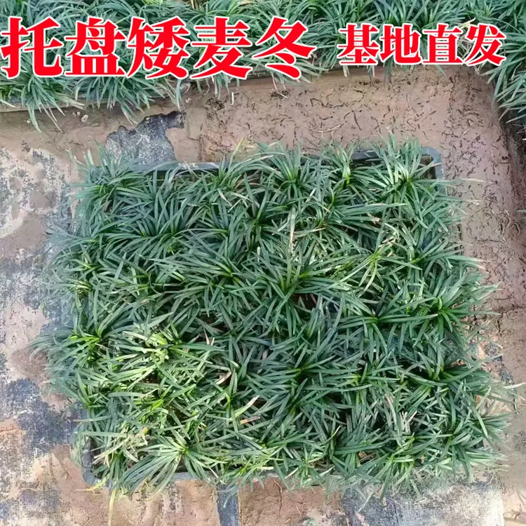 玉龙草苗矮麦冬方盘苗带盆苗草坪工程四季常青耐寒耐旱庭院绿化