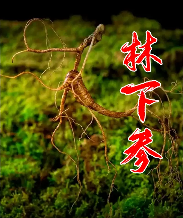 东北长白山特产林下鲜参煲汤泡酒滋补养生佳品