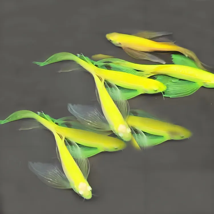 【渔场发货】高端混色碟翼蝶翼长尾斑马鱼观赏鱼热带鱼活体鱼