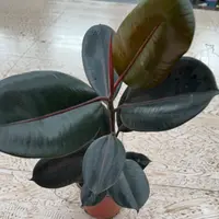 140单枝金刚绿植