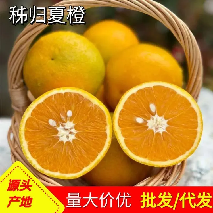 秭归夏橙大果现摘新鲜橙子果园现摘当季多汁九分甜脐橙榨汁水果