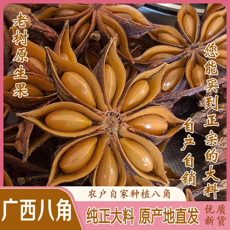 【广西八角大料】自家种植2025年足干新货秋季八角大料无硫老树八角