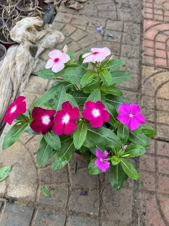 天天开长春花，清棚特价