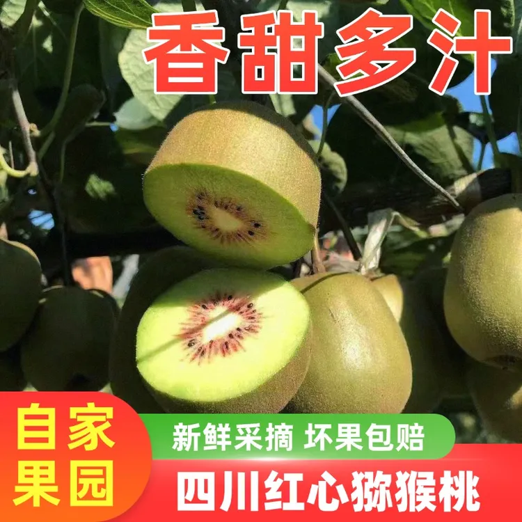 四川蒲江红心猕猴桃果园新鲜采摘香甜多汁四川应季水果奇异果现发