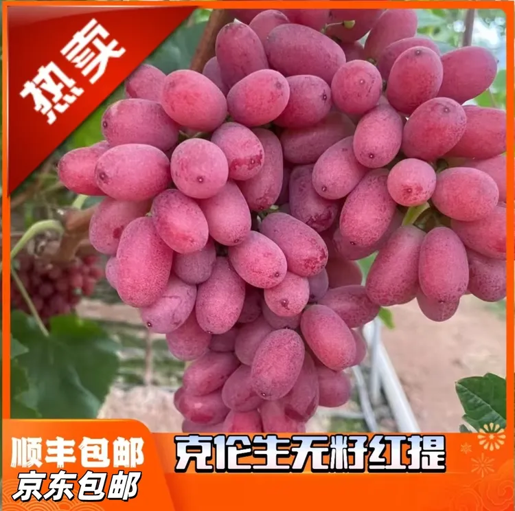 克伦生葡萄纯甜无酸新鲜现摘当季水果包邮无籽红提小糖豆产地果园