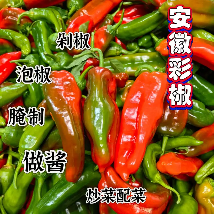 【彩花椒】芜湖农家种植青紫彩花椒彩虹椒新鲜现摘饱满汁厚花辣椒