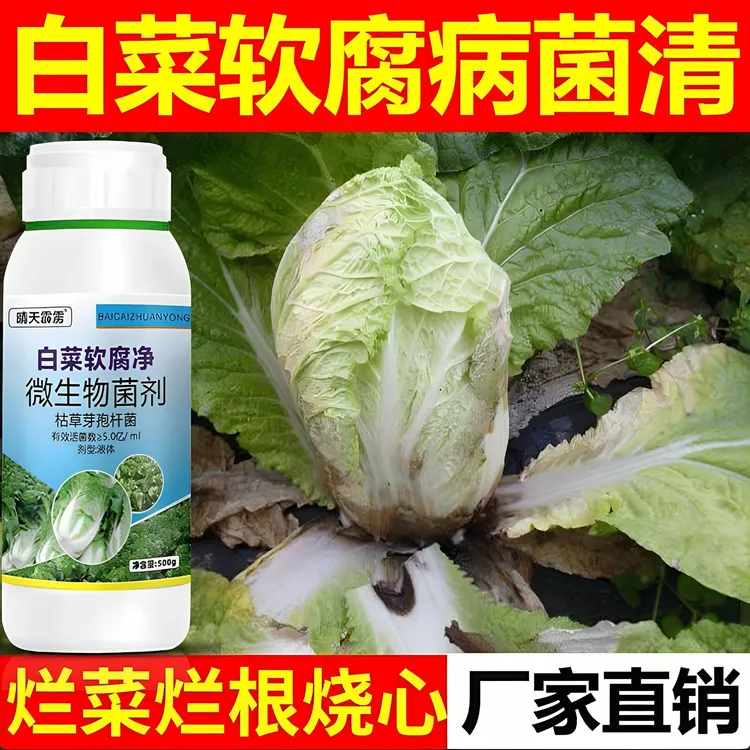 白菜烂帮猝倒软腐病根腐病霜霉病大白菜烧心微生物菌剂正品批发