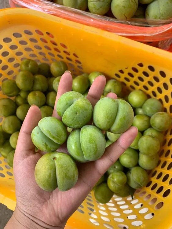 贵州六马蜂糖李 顺丰包邮