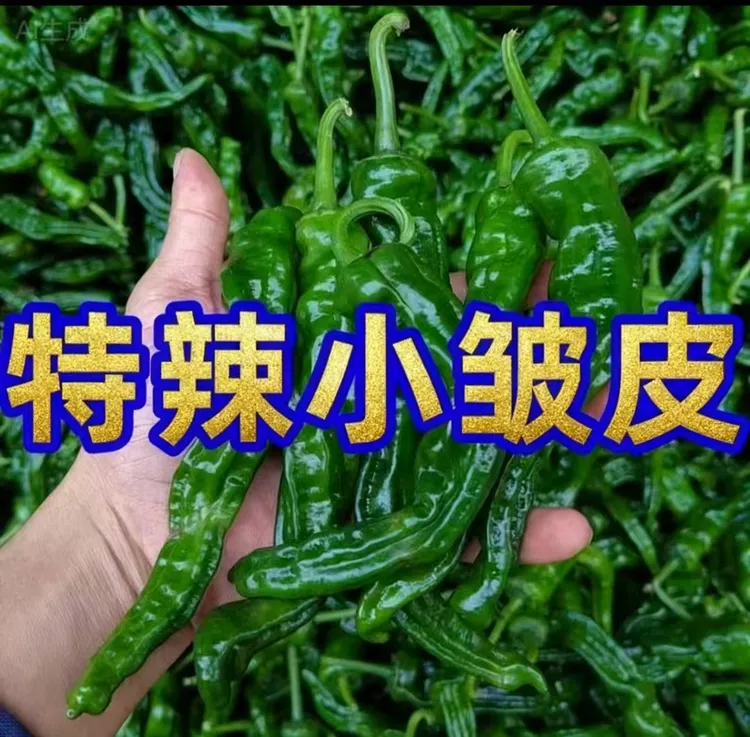 新鲜现摘现发蔬菜特辣薄皮香辣小皱皮现摘现发