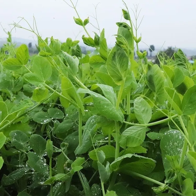 苏北农家自种新鲜豌豆尖豌豆苗时令现摘蔬菜火锅配料食材天气