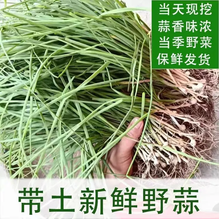 顺丰发货贵州新鲜现挖野葱野蒜薤白小苦蒜六盘水小苦蒜野葱