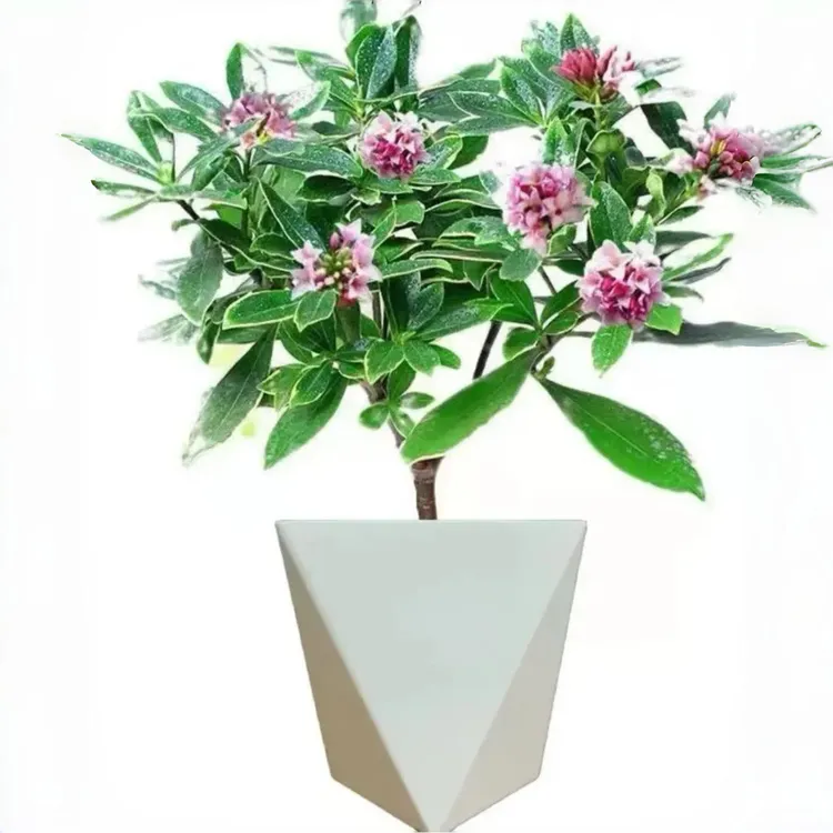 瑞香天下第一香送菱形盆盆栽花卉好养活耐冻