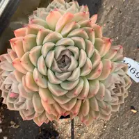 4969杂交多肉植物