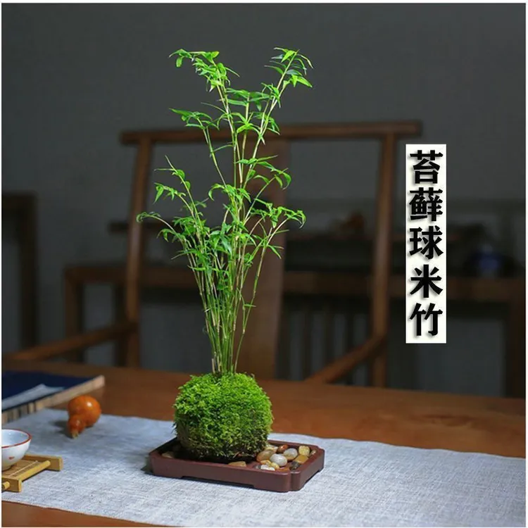 米竹苗盆栽凤尾竹盆景庭院竹子室内植物客厅净化空气四季常青绿植