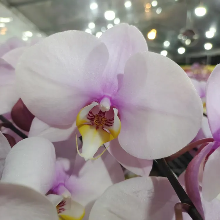 蝴蝶兰【台湾大樱桃】粉色大花型  梦幻浪漫 高端花卉 耐养