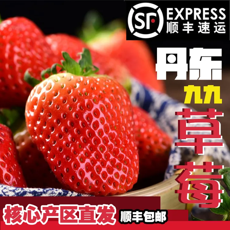 正宗丹东九九草莓九九红颜草莓核心产区顺丰空运现摘现发