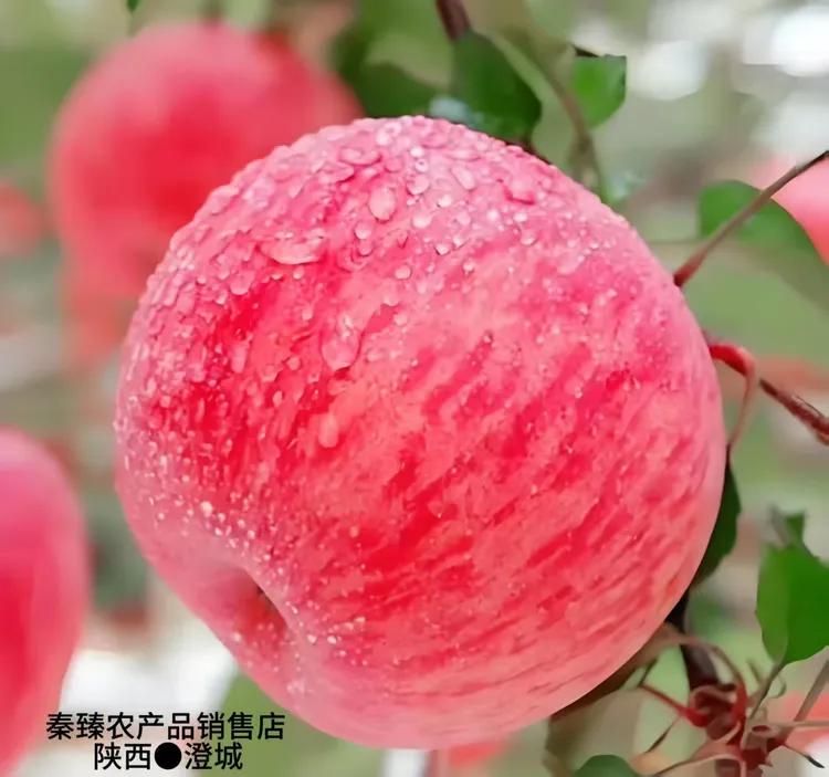 冲销量瑕疵果红富士苹果水果正宗新鲜当季脆甜多汁产地直发包邮