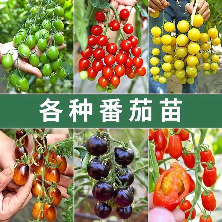 山东寿光苗场直发番茄苗梦想真甜2号甜心八号青甜2号对版番茄苗