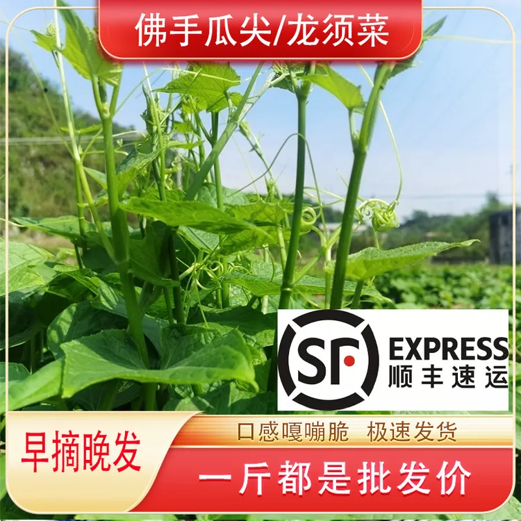 （京东顺丰生鲜专线)现摘现发佛手瓜尖新鲜龙须菜产地直发农家自种