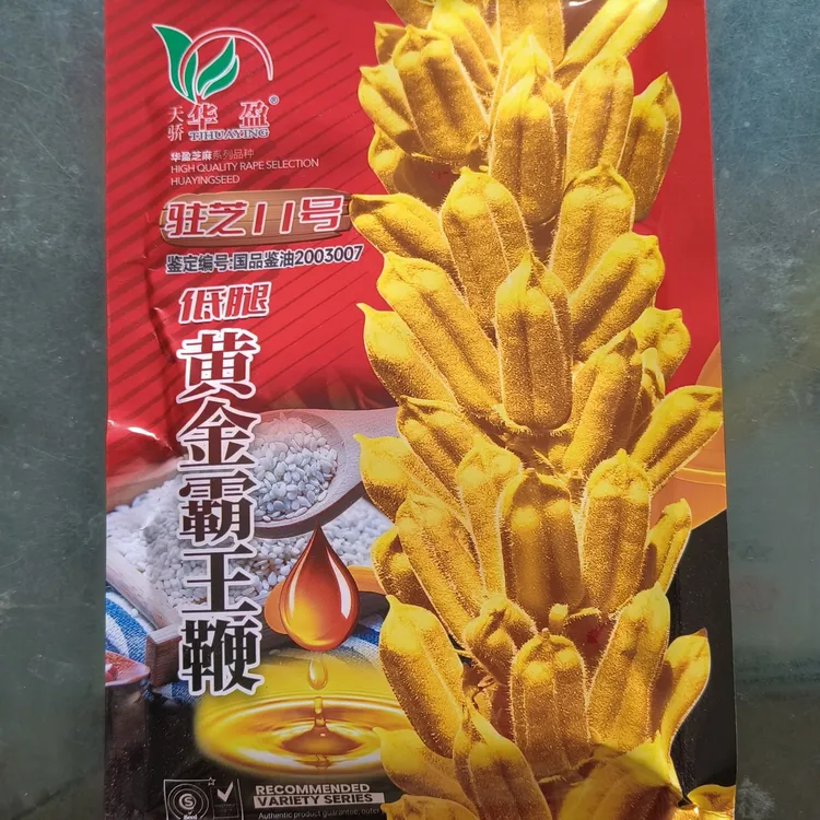 黄金鞭芝麻种耐旱耐重茬早熟出油率高