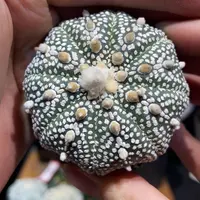 31号6cm实生浓白海星奇迹兜