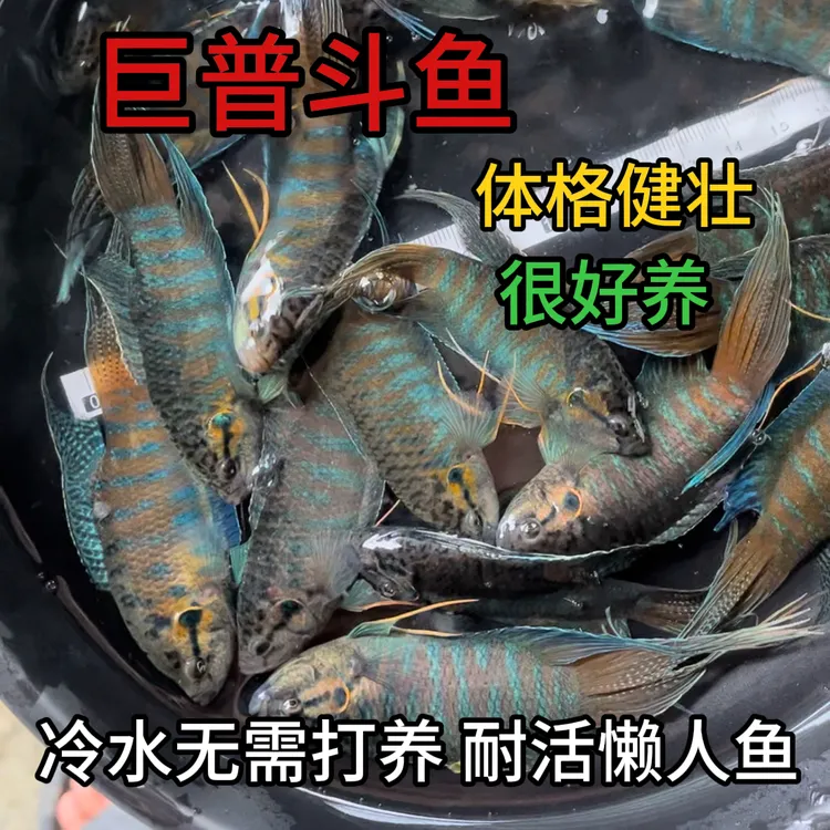 中国斗鱼巨普斗鱼活体冷水淡水观赏鱼耐养小型鱼不用打氧包邮包损