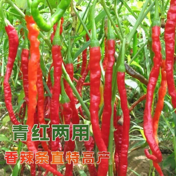 长线椒种子高产量二金条辣椒种籽阳台盆栽青线椒持续采摘蔬菜辣椒