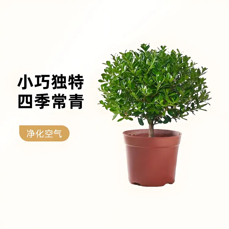 正宗小叶赤楠盆栽盆栽室内桌面茶室小盆景植物盆栽办公室绿植老桩