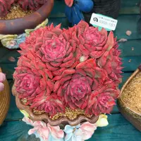 多肉一物一拍0308-181