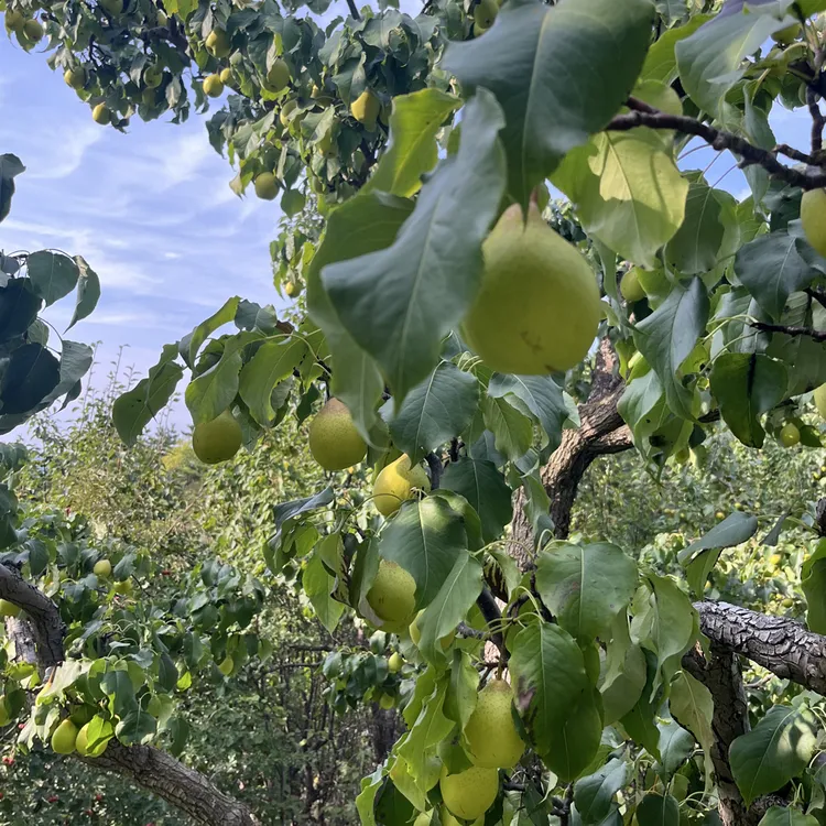 现摘鸭梨脆甜可口