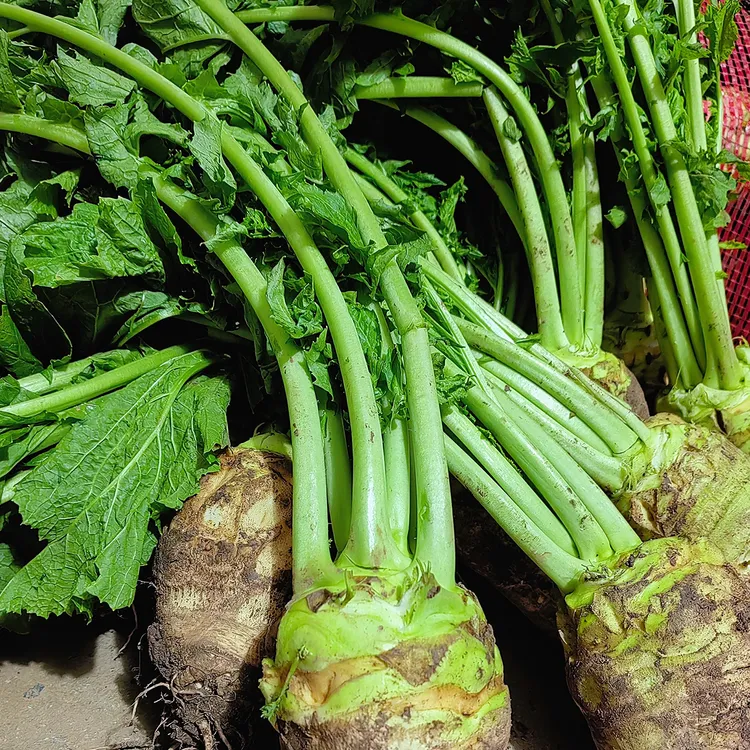 四川带叶大头菜农家自种现挖生芥菜疙瘩菜下饭蔬菜露天种植现拔现
