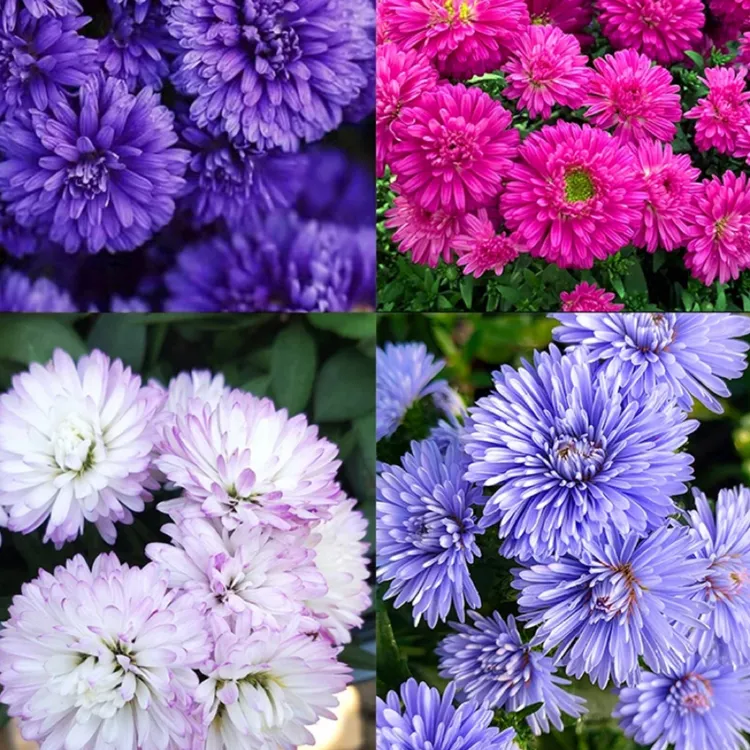 【花境首选】紫菀小卡罗盆栽荷兰菊翠菊室外耐寒耐热四季开花多年生