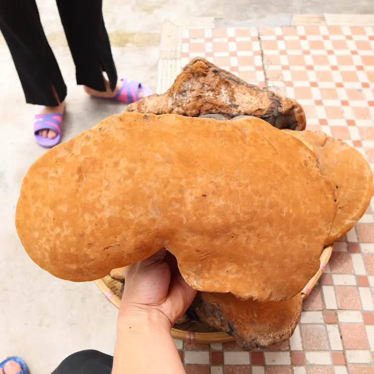 西藏桑黄特大老树桑黄20至40年老桑黄菇赠品250克包邮