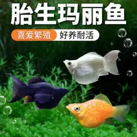 胎生鱼金银黑皮球玛丽鱼除油膜金鱼孔雀鱼红箭鱼小型热带鱼清道夫