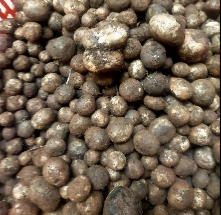 云南野生冒花菌 羊眼睛 壳子菌 地咕噜 顺丰包邮