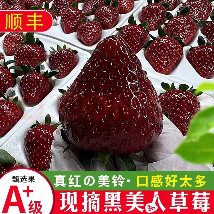 顺丰空运真红美玲黑草莓新鲜水果礼盒黑美人黑珍珠现摘送礼送女神
