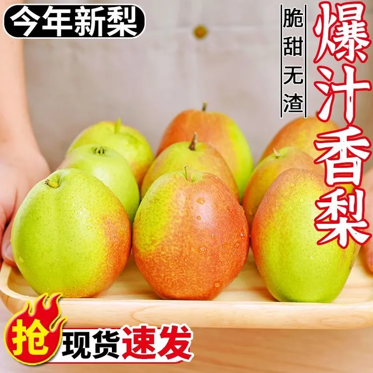 山西红香酥梨现摘新鲜应季家庭水果脆甜薄皮多汁小香梨非秋月梨商品图