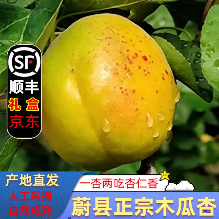 蔚县正宗木瓜杏2500g礼盒装张家口北水泉黄梅应季新鲜大黄杏送礼