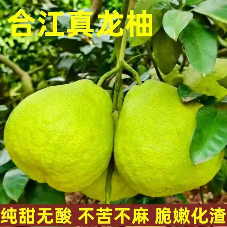正宗四川泸州合江真龙柚纯甜多汁柚子新鲜水果白心柚非沙田柚
