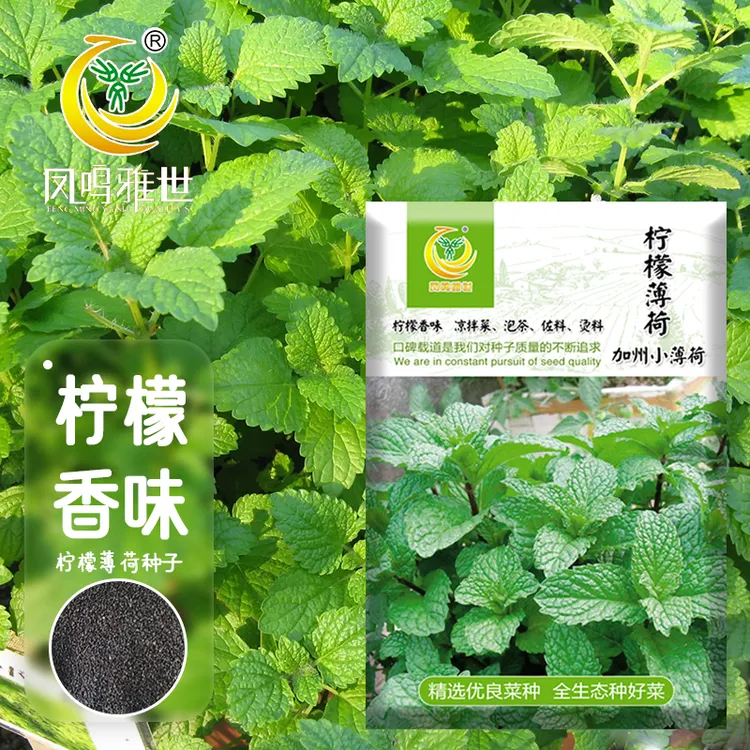 薄荷种子可食用薄荷盆栽驱蚊草四季播蔬菜种子